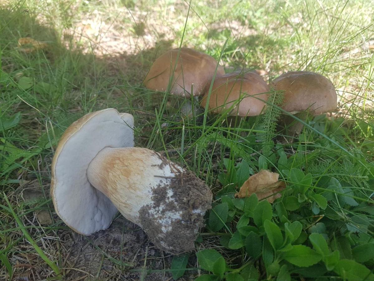 Kurnik Polski Agroturystyka Tykocin Dış mekan fotoğraf