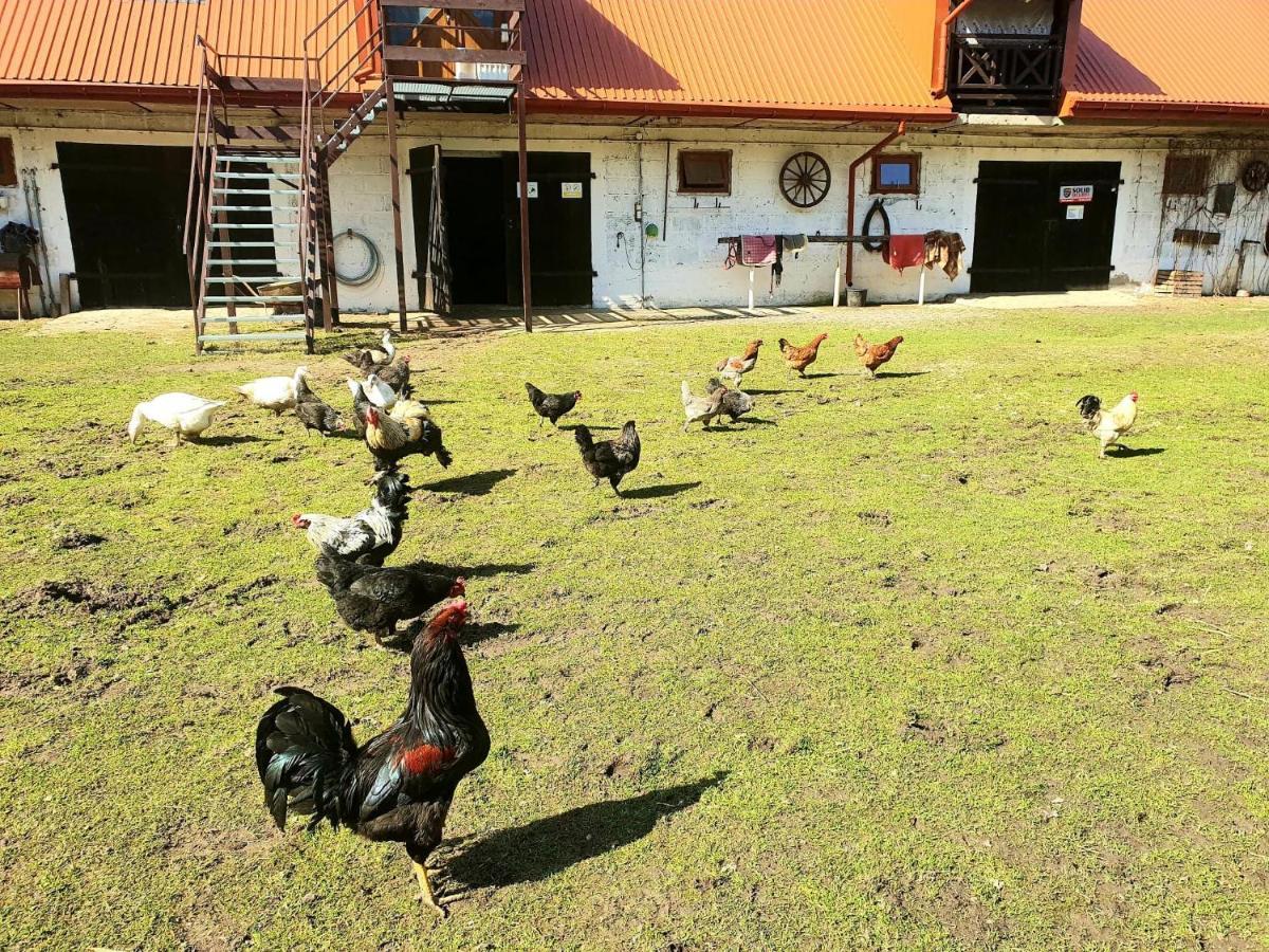 Kurnik Polski Agroturystyka Tykocin Dış mekan fotoğraf