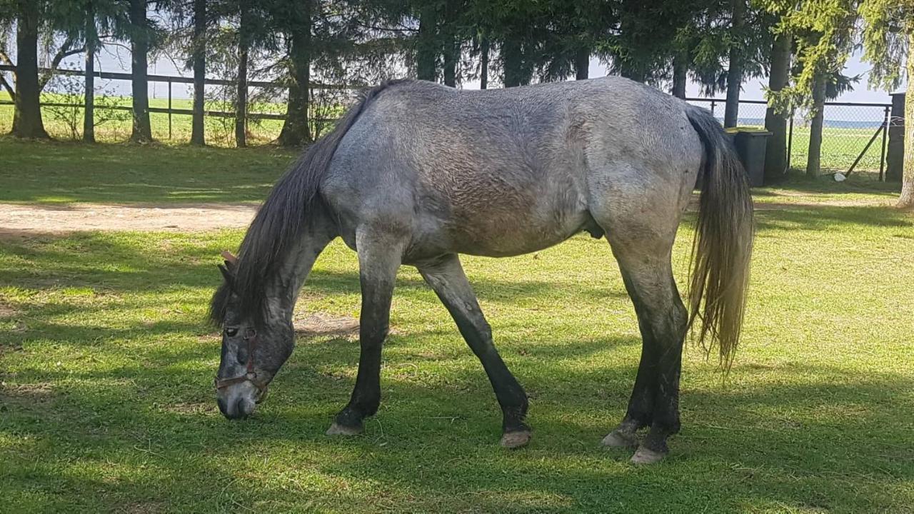 Kurnik Polski Agroturystyka Tykocin Dış mekan fotoğraf
